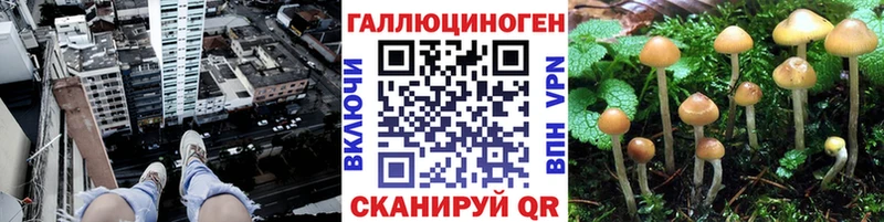 магазин  наркотиков  Вытегра  площадка наркотические препараты  Псилоцибиновые грибы GOLDEN TEACHER 